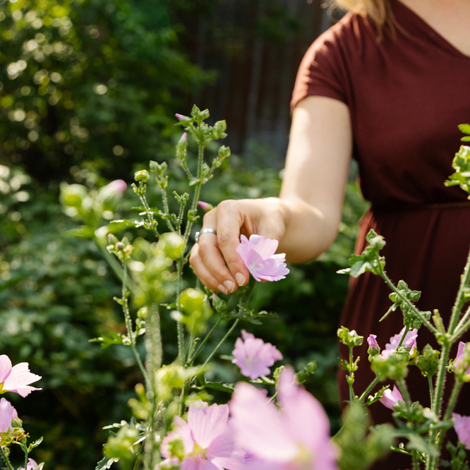 cueillette fleurs de mauve